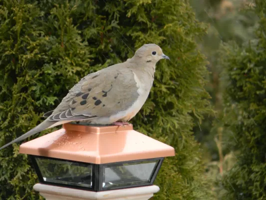 File:Mourning Dove Zenaida macroura Ontario 7.jpg