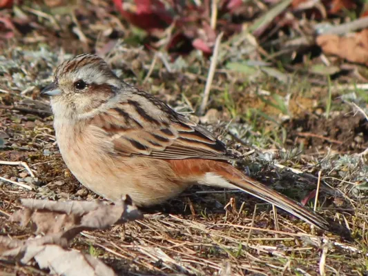 File:Emberiza cioides eating seed.JPG