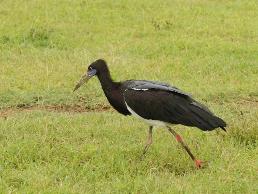 File:Ciconia abdimii (1).JPG