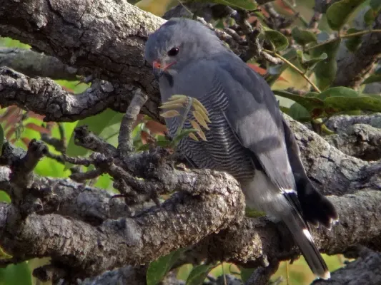 File:Kaupifalco monogrammicus.jpg