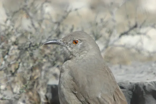 File:Curve-billed Thrasher (Toxostoma curvirostre) (126224348).jpg