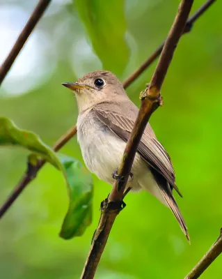 File:Asian Brown Flycatcher (Muscicapa dauurica) at Periyar National Park.jpg