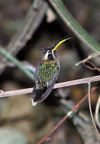 File:Phaethornis idaliae.jpg