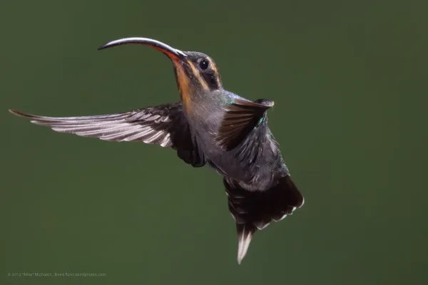 File:Green Hermit, Phaethornis guy, Hummingbird PLEASE HELP CONFIRM THIS ID !!!.jpg