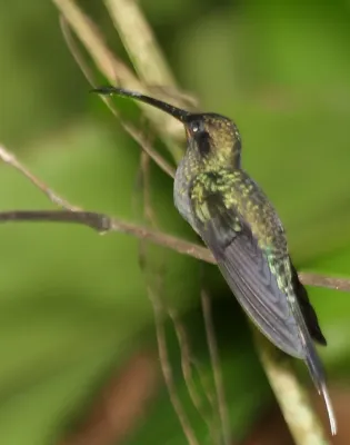 File:Green Hermit (Phaethornis guy) 1.jpg