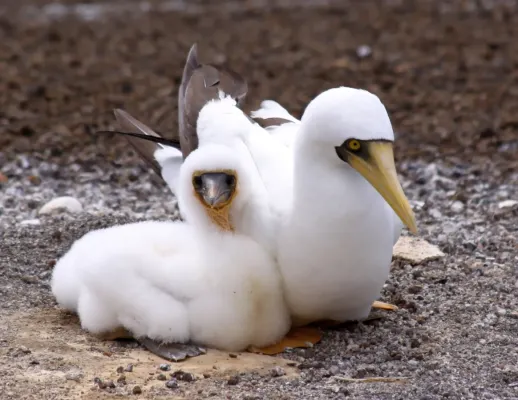 File:Masked Booby - Sula dactylatra (5613352337).jpg