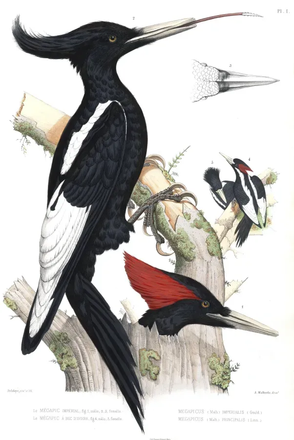 File:Campephilus imperialisMonographPicideesP001AAA1.jpg