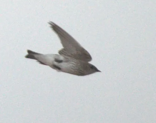 File:Phedina borbonica, b, Bagamoyo, Tanzania.jpg