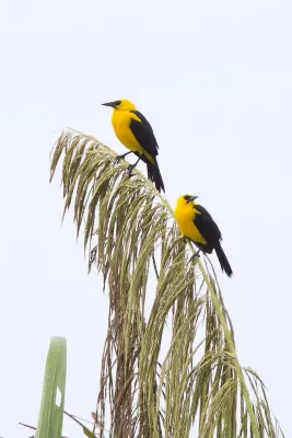 File:Gymnomystax mexicanus -Peru -two-8.jpg