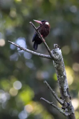 File:Galbalcyrhynchus leucotis -Peru-8.jpg
