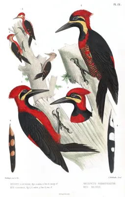 File:Campephilus haematogasterPicideesP009AA.jpg