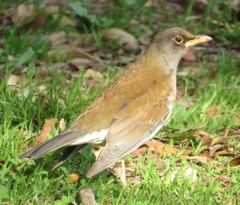 File:Turdus pallidus.JPG