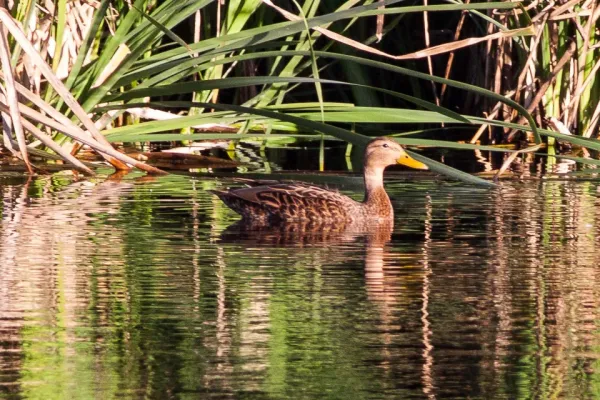 File:Anas diazi Ciudad Guzman Wetlands.jpg