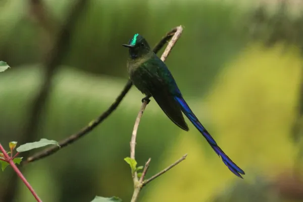 File:Violet-tailed sylph (Aglaiocercus coelestis).jpg