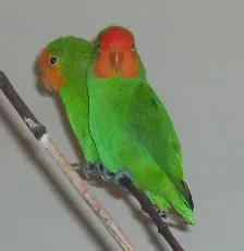 File:Agapornis pullarius.jpg