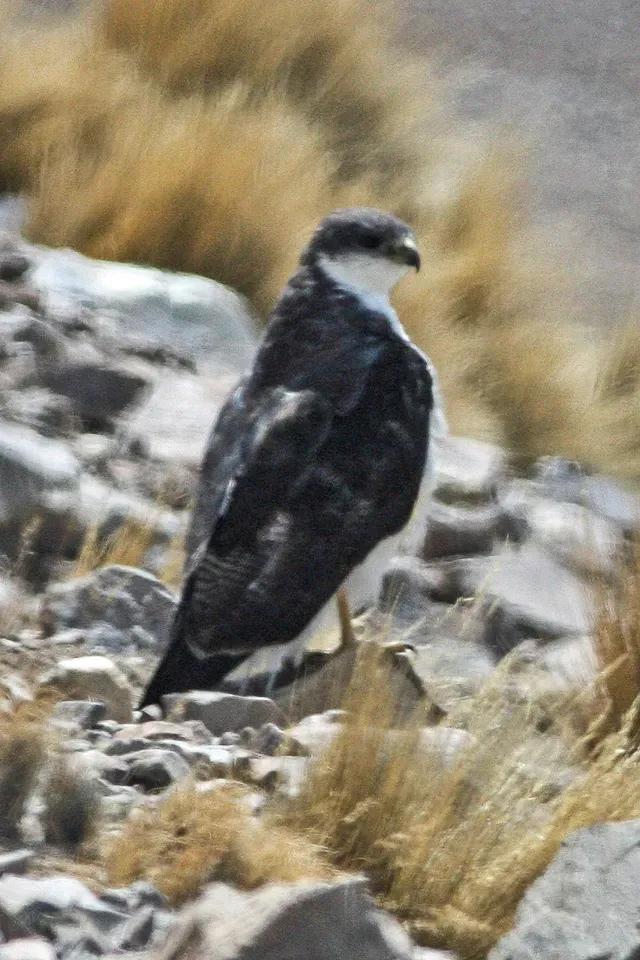 File:Geranoaetus polyosoma Yavi Argentina.jpg