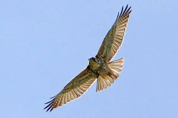 File:Geranoaetus polyosoma juv Tucuman.jpg