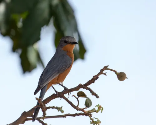 File:EmpidornisSemipartitus.jpg