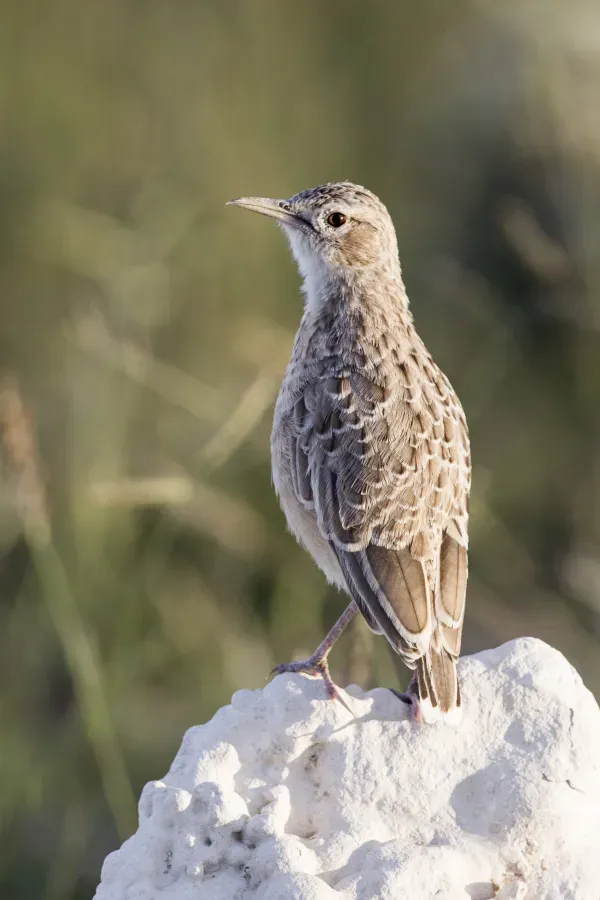 File:Chersomanes albofasciata (Etosha).jpg