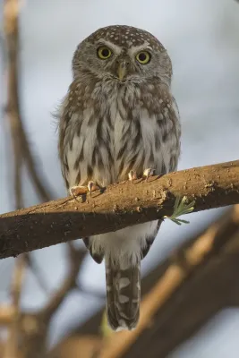 File:Glaucidium perlatum (Etosha).jpg