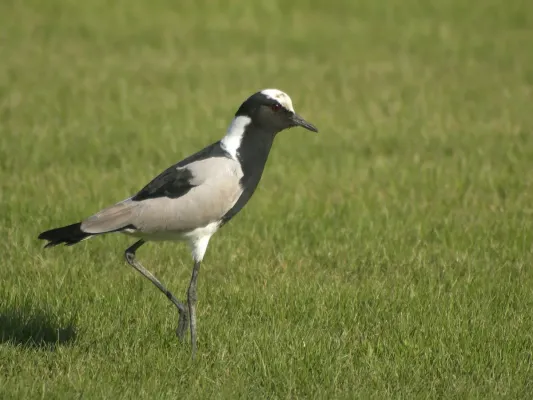 File:Vanellus armatus.jpg