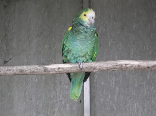 File:Amazona barbadensis -Madeira-6.jpg