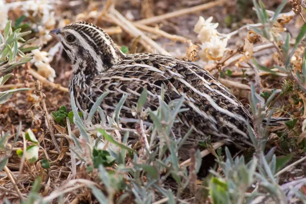 File:Coturnix pectoralis South Australia.jpg