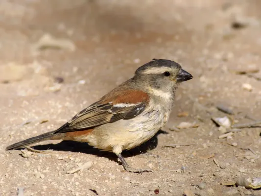 File:Passer melanurus.jpg