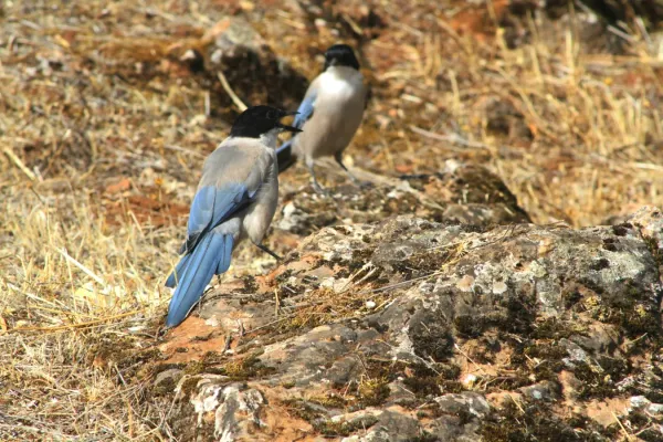 File:Cyanopica cooki Caceres 3.jpg