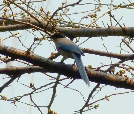 File:Cyanopica cyanus Hibiya Park Tokyo.jpg