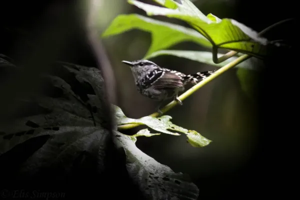 File:Scaled Antbird (Drymophila squamata).JPG
