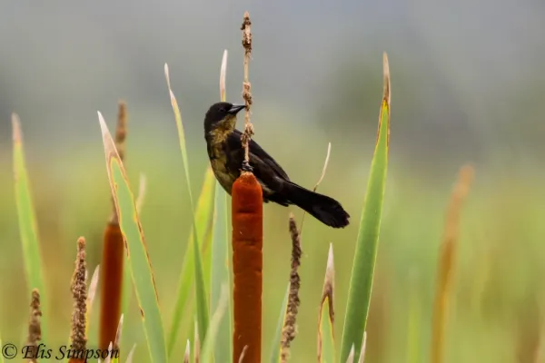 File:Unicoloured Blackbird (Agelasticus cyanopus) (Female).JPG