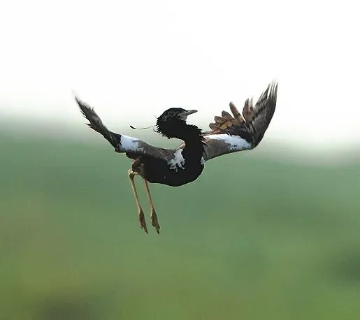 File:Sypheotides indicus cropped.jpg