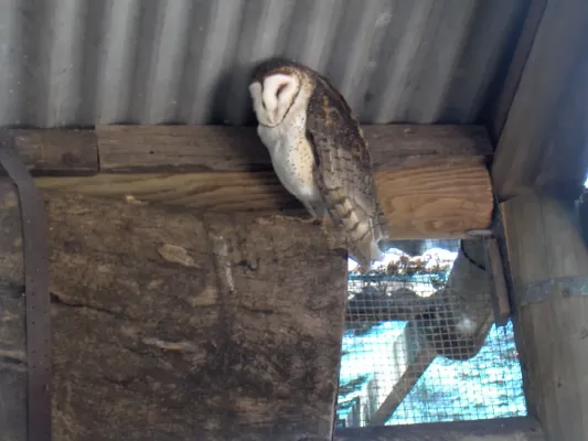 File:Tyto novaehollandiae.jpg