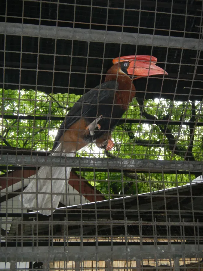 File:Rufous Hornbill - Buceros hydrocorax - Ninoy Aquino Parks & Wildlife Center 04.jpg