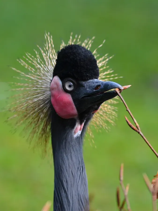 File:Balearica pavonina (Schwarzer Kronenkranich - Black Crowned Crane) - Weltvogelpark Walsrode 2012-02-120426 0207.jpg