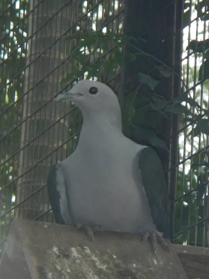 File:Grey Imperial Pigeon - Ducula pickeringii - Ninoy Aquino Parks & Wildlife Center 01.jpg