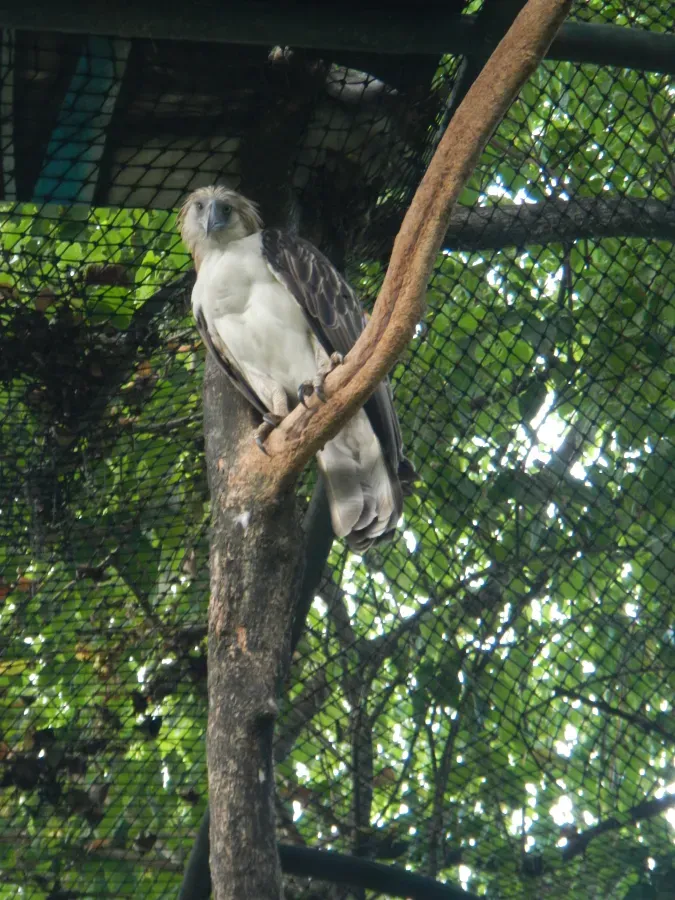 File:Philippine Eagle - Pithecophaga jefferyi - Ninoy Aquino Parks & Wildlife Center 04.jpg