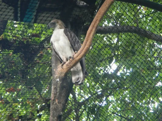 File:Philippine Eagle - Pithecophaga jefferyi - Ninoy Aquino Parks & Wildlife Center 06.jpg