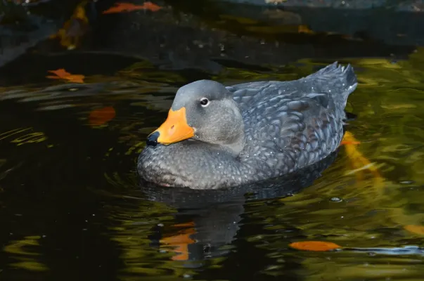 File:Tachyeres pteneres (Fuegian Steamer Duck - Magellan-Dampfschiffente) - Weltvogelpark Walsrode 2012-10.jpg