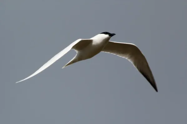 File:Gelochelidon macrotarsa, Geelong 1.jpg