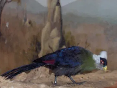 File:Tauraco leucolophus02.jpg