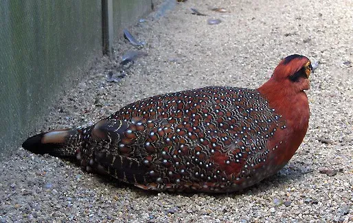 File:Tragopan blythii01.jpg