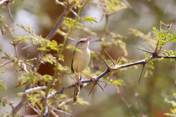 File:River Prinia (Prinia fluviatilis).jpg