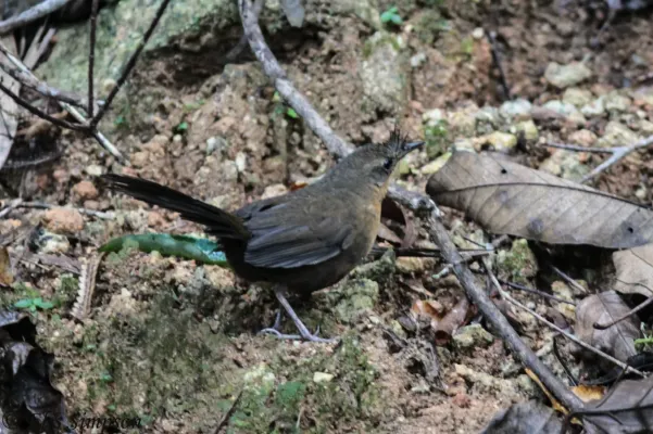 File:Slaty Bristlefront (Merulaxis ater) (F).JPG