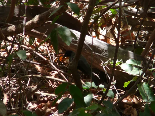 File:Turdoides reinwardtii 0001.jpg