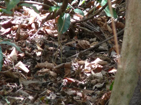 File:Turdoides reinwardtii 0003.jpg
