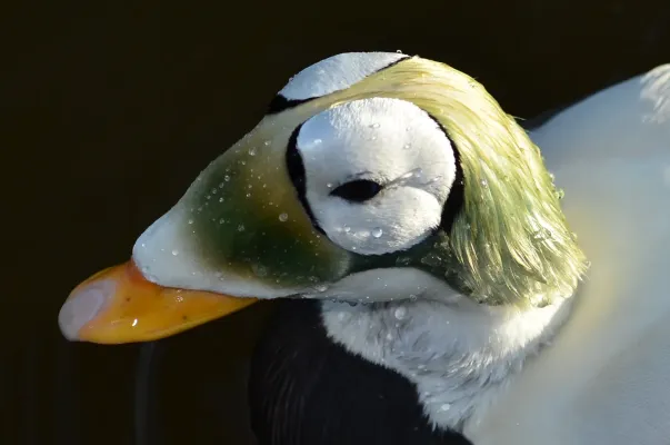 File:Somateria fischeri (Spectacled Eider - Plueschkopfente) - Weltvogelpark Walsrode 2012-25.jpg