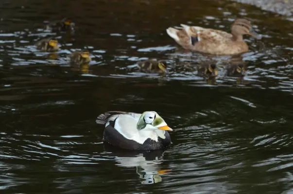 File:Somateria fischeri (Spectacled Eider - Plueschkopfente) - Weltvogelpark Walsrode 2012-37.jpg