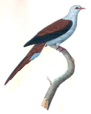File:Reinwardtoena reinwardtii.jpg